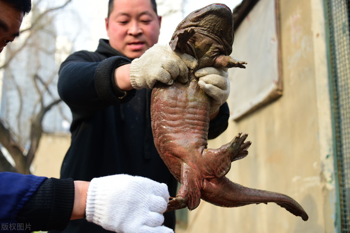 娃娃魚(yú)苗,娃娃魚(yú)苗多少錢(qián)一尾