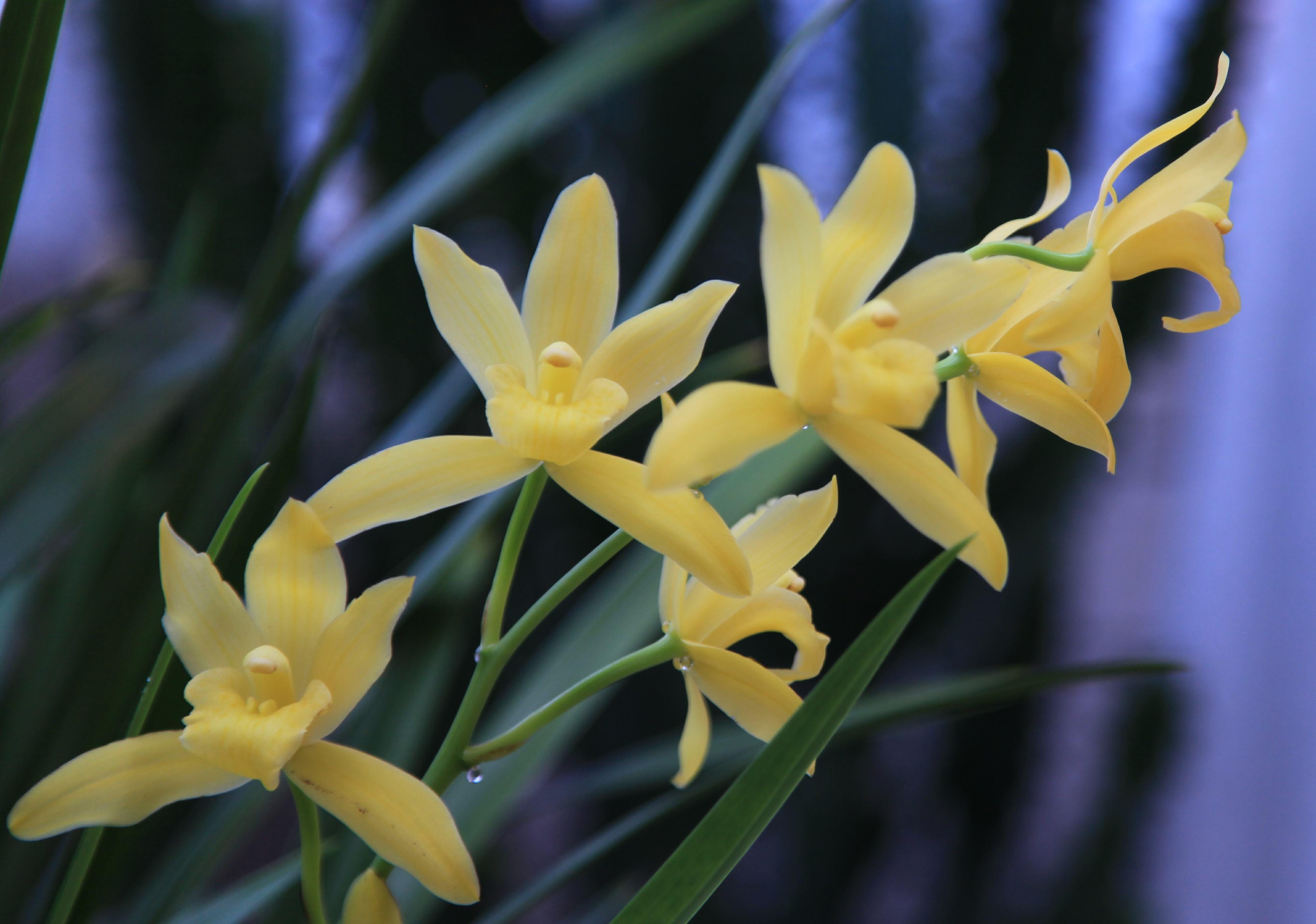 形容空谷幽兰的唯美句子