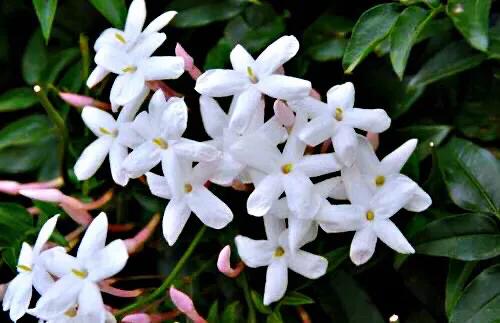 芳枝馥郁，仙气飘飘的素馨花