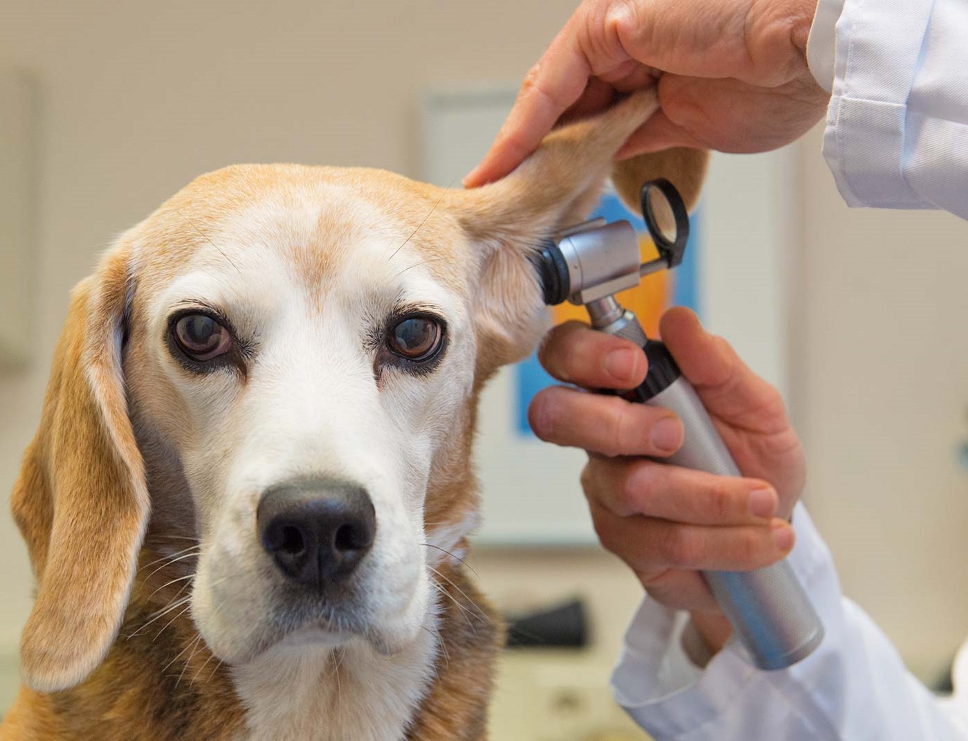 动物医学类专业：你没看错，主体专业就是由以前的兽医更名而来的