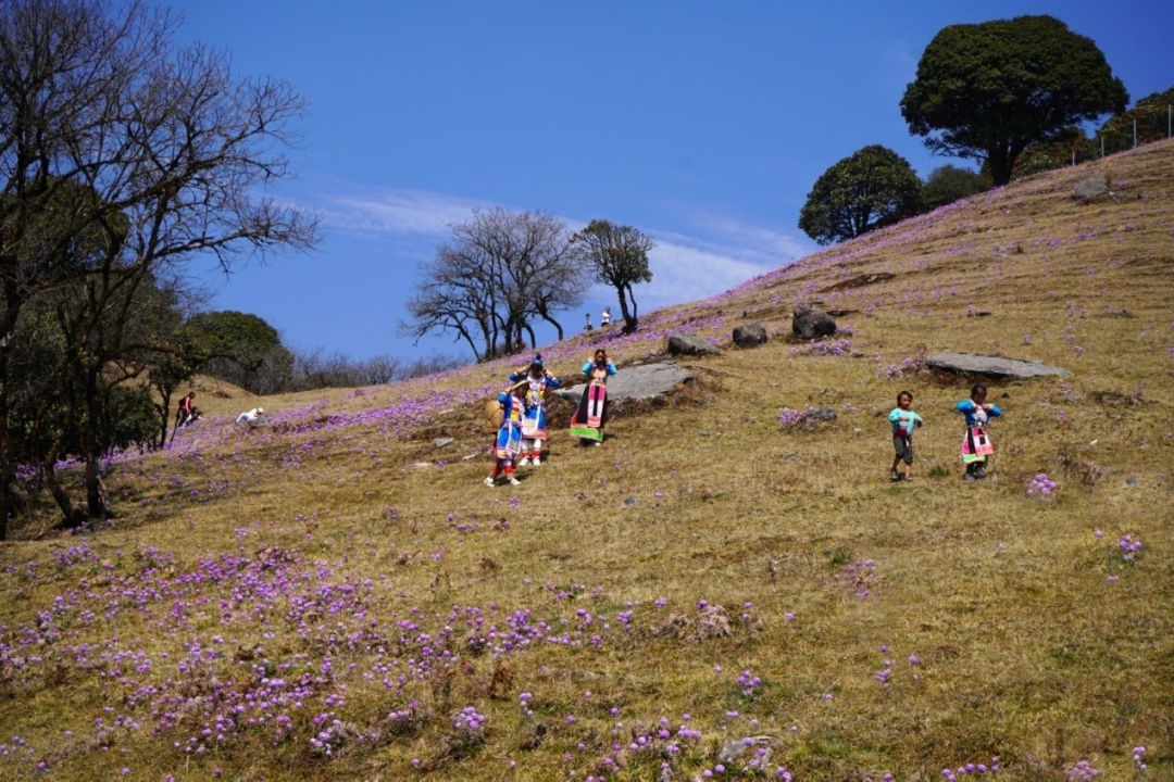 在腾冲，有一种红，叫杜鹃花开映山红