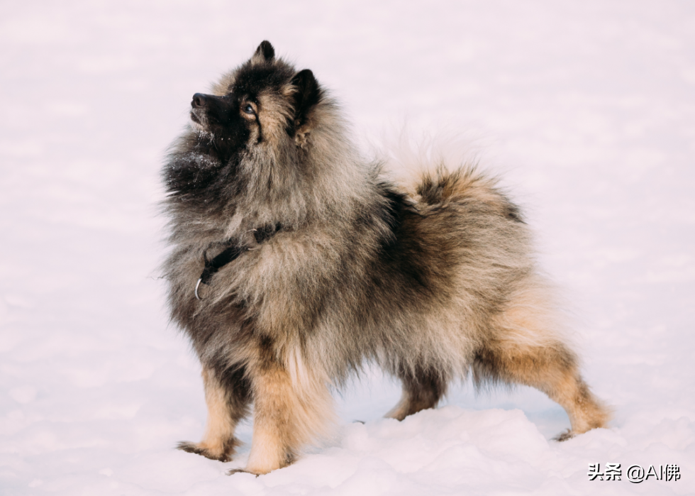 美国人评出排名前 63 最聪明的犬种