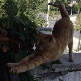 世界杯为什么时间不停（熬夜看个球 怎么还得了“世界杯综合征”？）