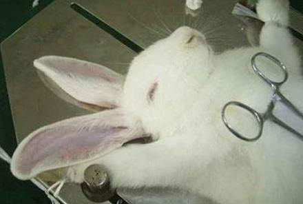 兔子的一生