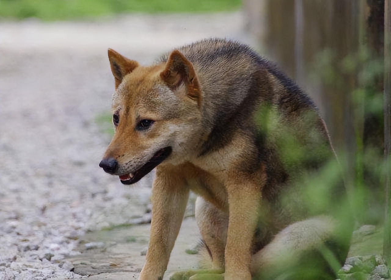 狗狗几岁才算是老年犬？进入老年期的狗狗有什么身体变化？