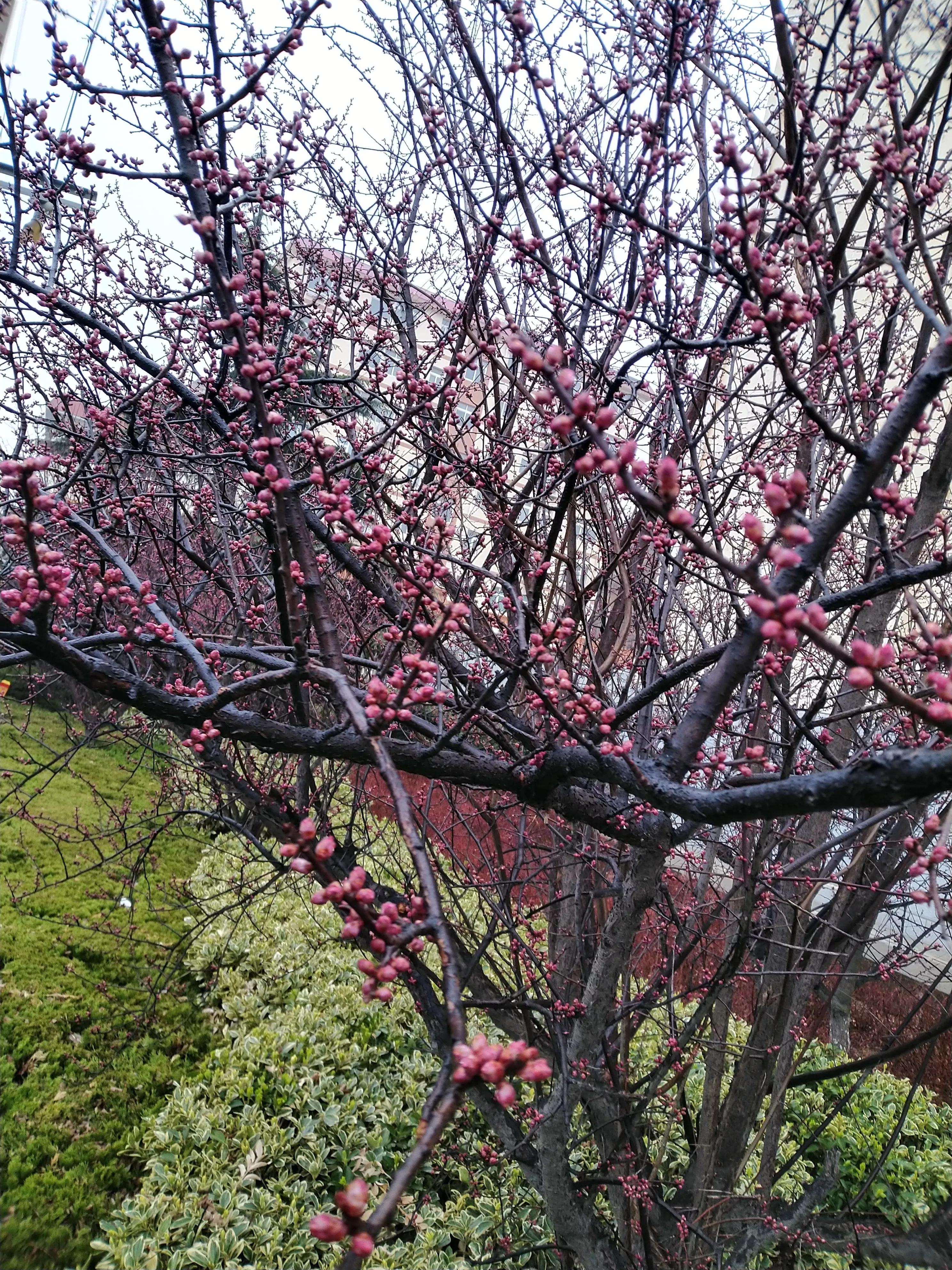 谈聘用律师在律师所的地位与作用