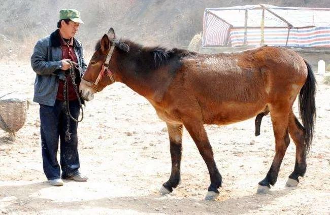 骡子是什么（骡子怀孕就“必死”是真的吗？）