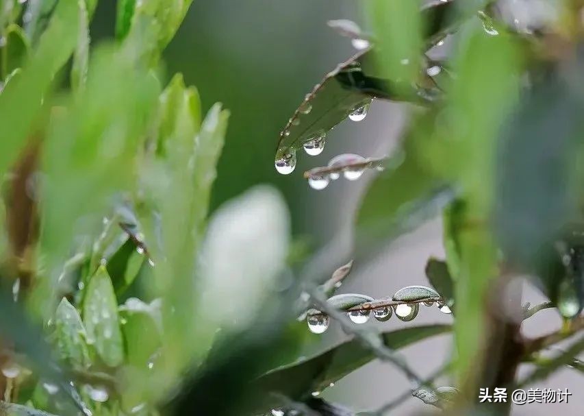 谷雨：人间春暮，岁短情长