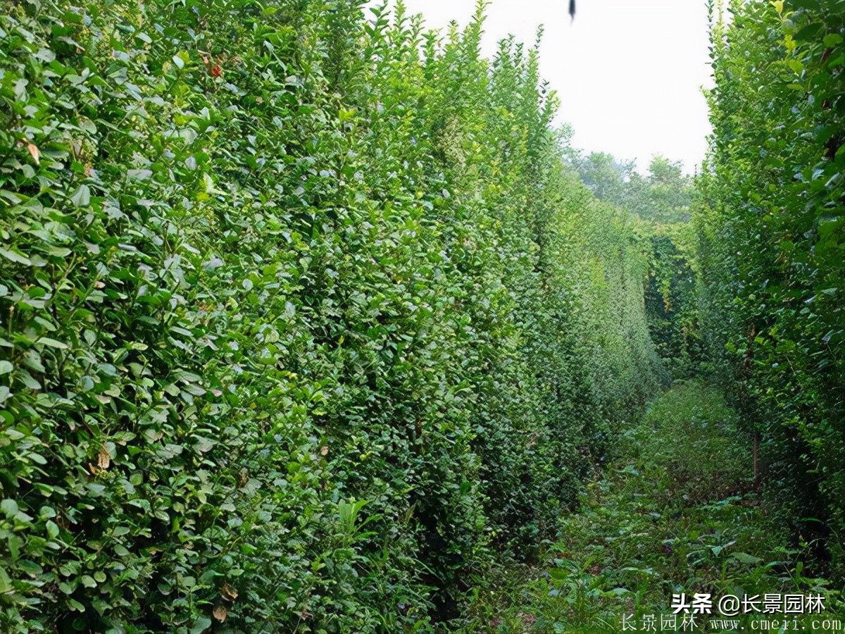 小叶扶芳藤(小叶扶芳藤冬天落叶吗)-第12张图片