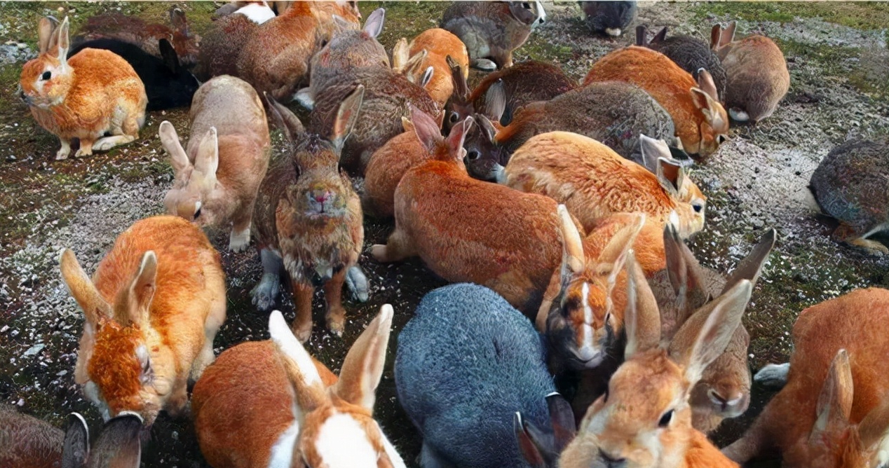 欧洲兔的寿命大概是多少(澳洲野兔泛滥成灾，100亿只兔子吃不完，人兔大战一触即发)