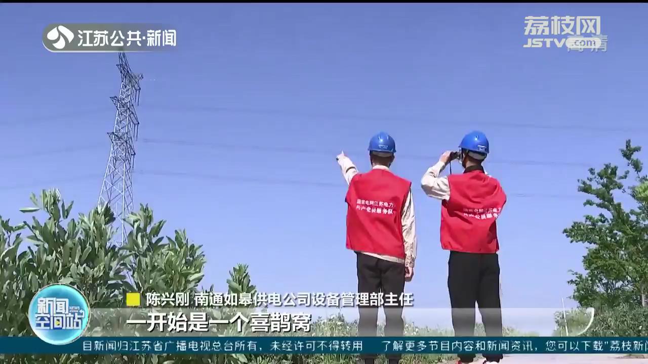 东方白鹳“安家”电力铁塔 南通供电公司护电也护鸟