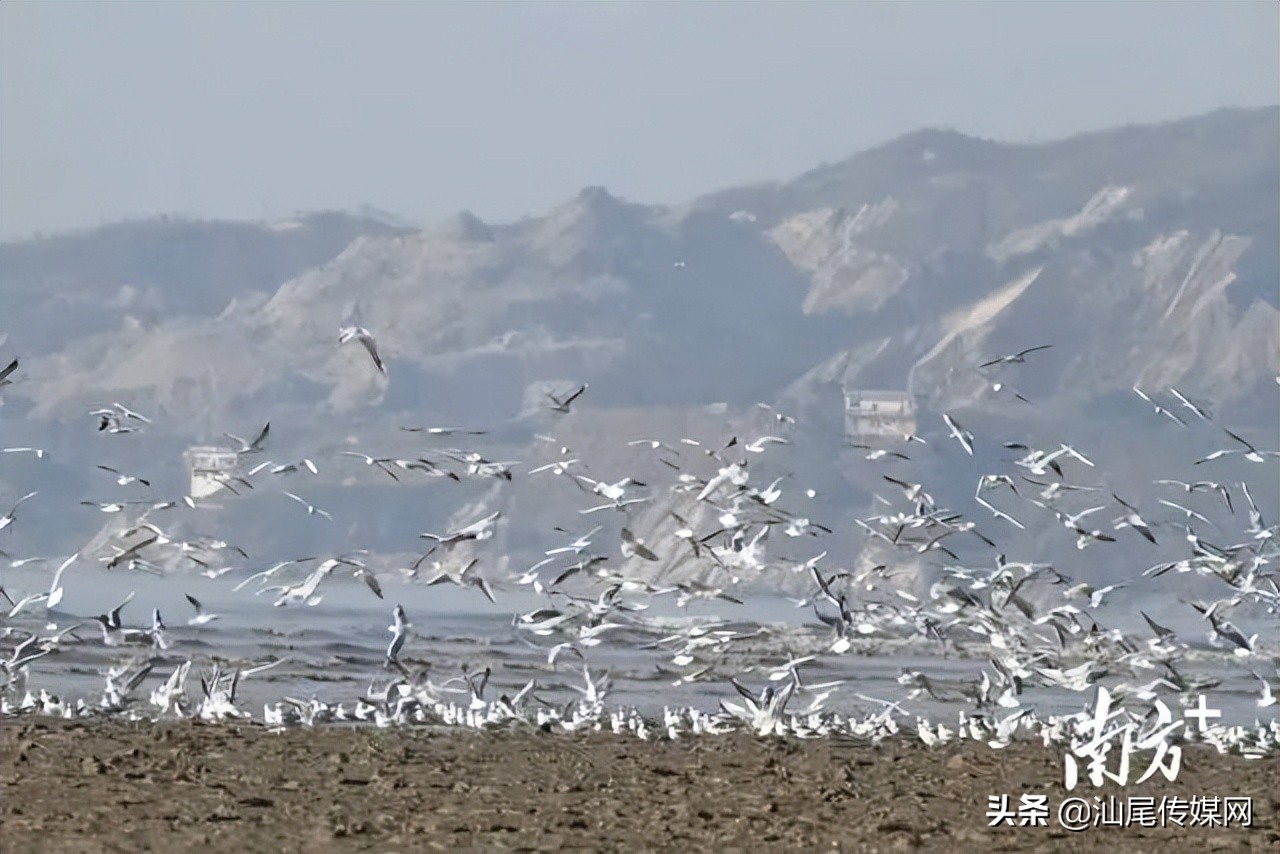 一起来看汕尾生物及生态之美