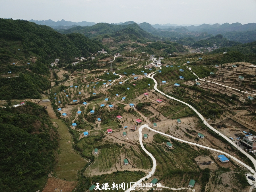 紫云：国有林场成“林下经济”领头羊