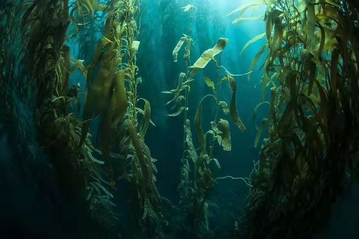 大力倡导海洋生态文明建设