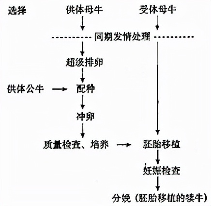 植物体细胞杂交技术的原理（细胞工程知识点汇总详细讲解）