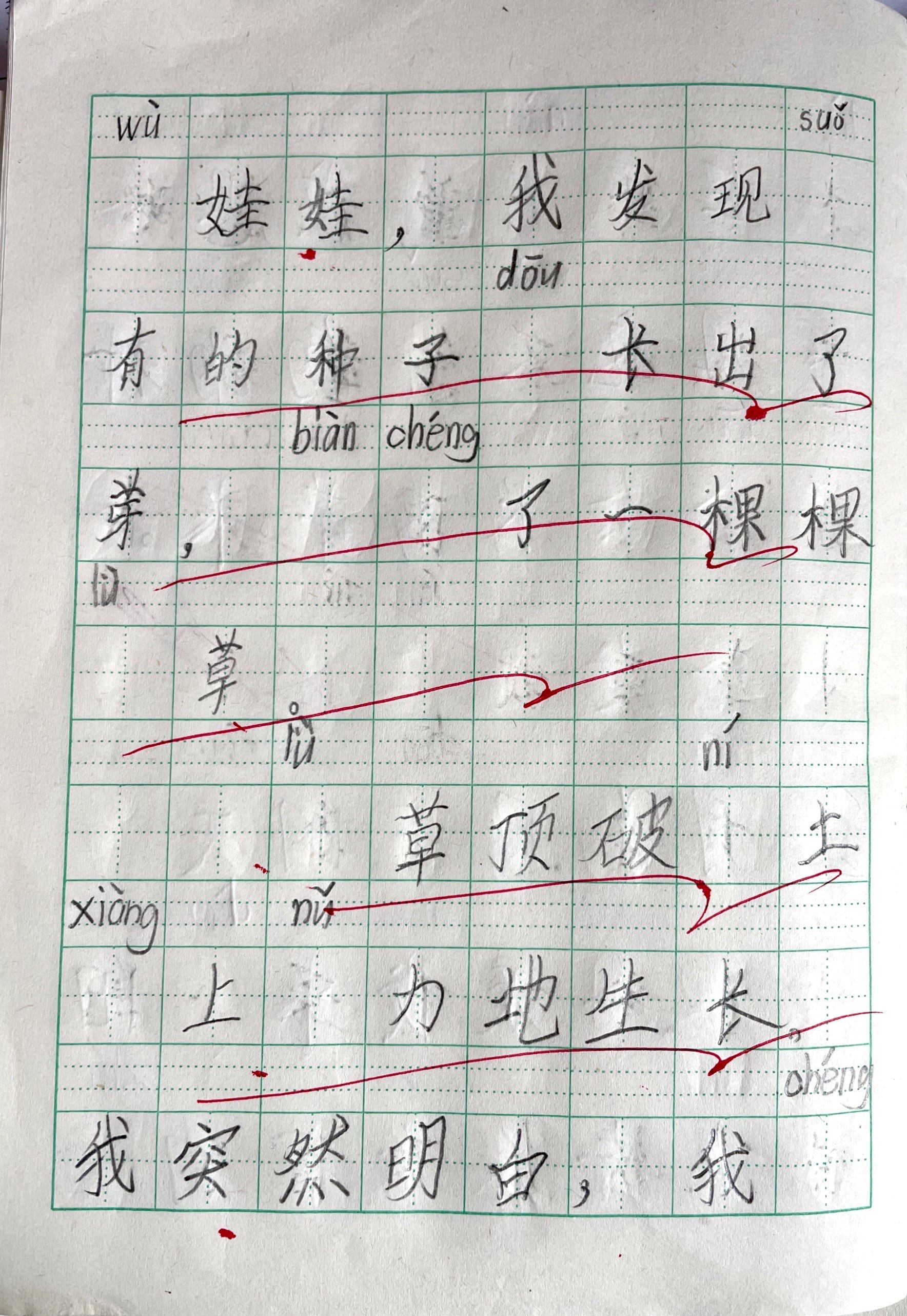 三年级石榴的观察日记300字(三年级石榴树的观察日记300字)