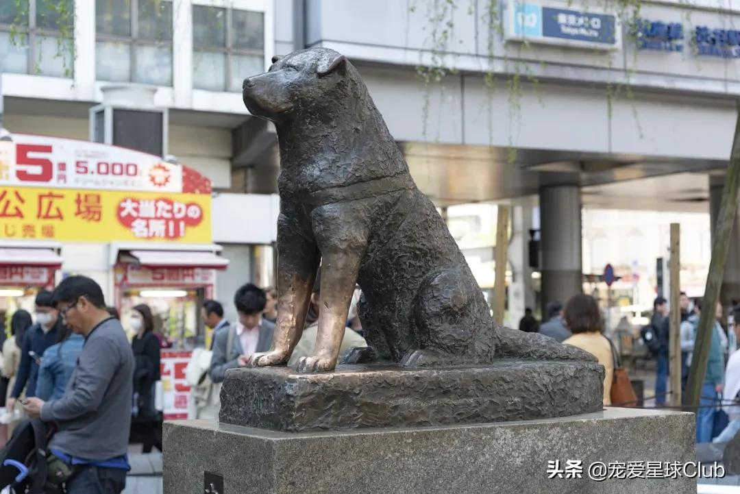 百科 | 秋田犬，感动世界的忠犬