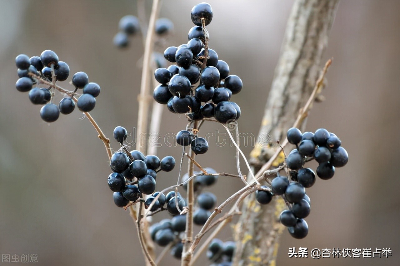 肉苁蓉泡水有什么用（两味中药泡水阴阳双补）