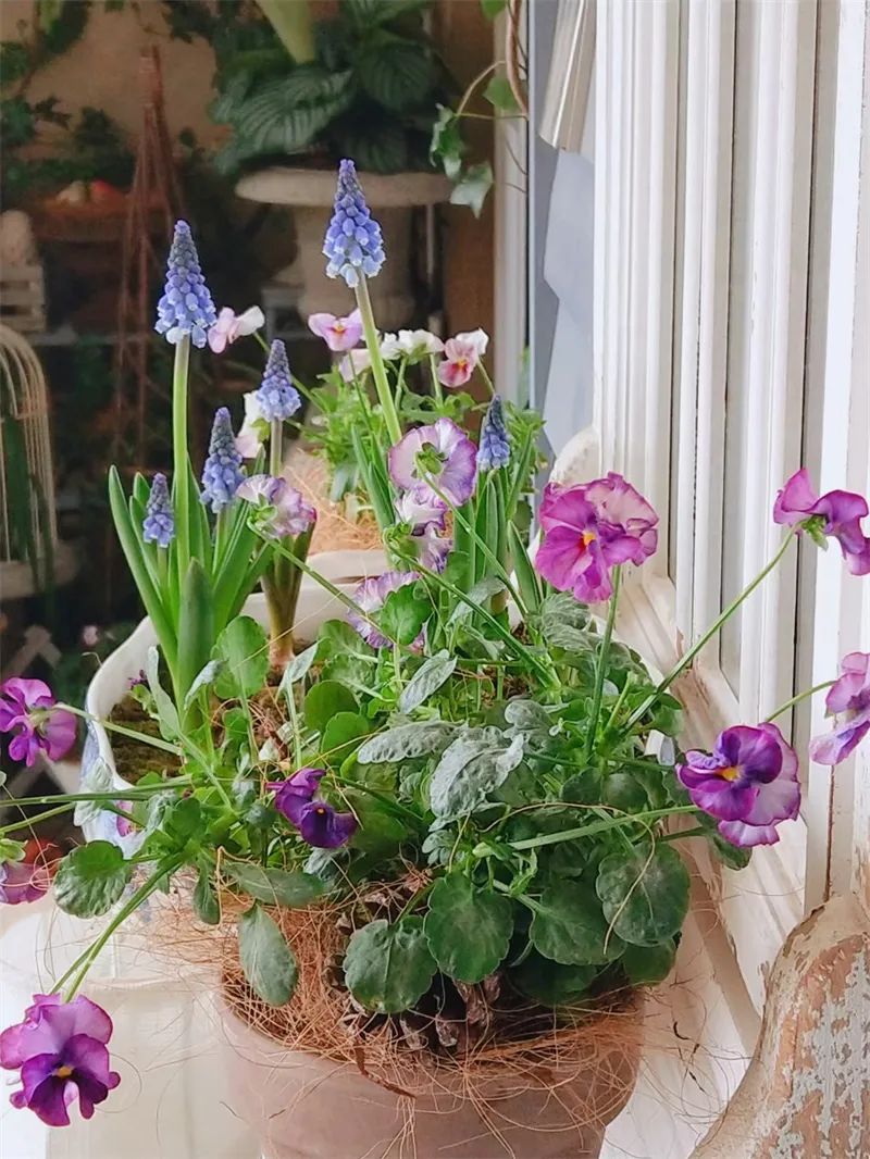 阳台花园，在这个面积不大的地方造梦，美了岁月，醉了时光