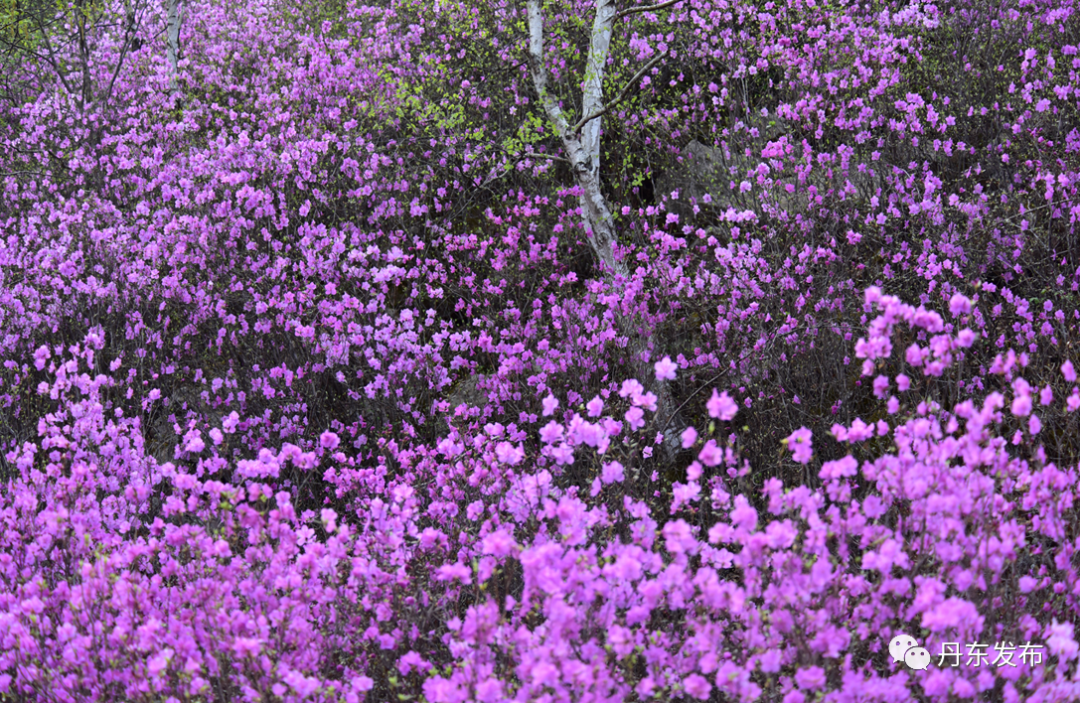 丹东这一地儿入选全国十大赏樱地！赏花攻略提前收藏