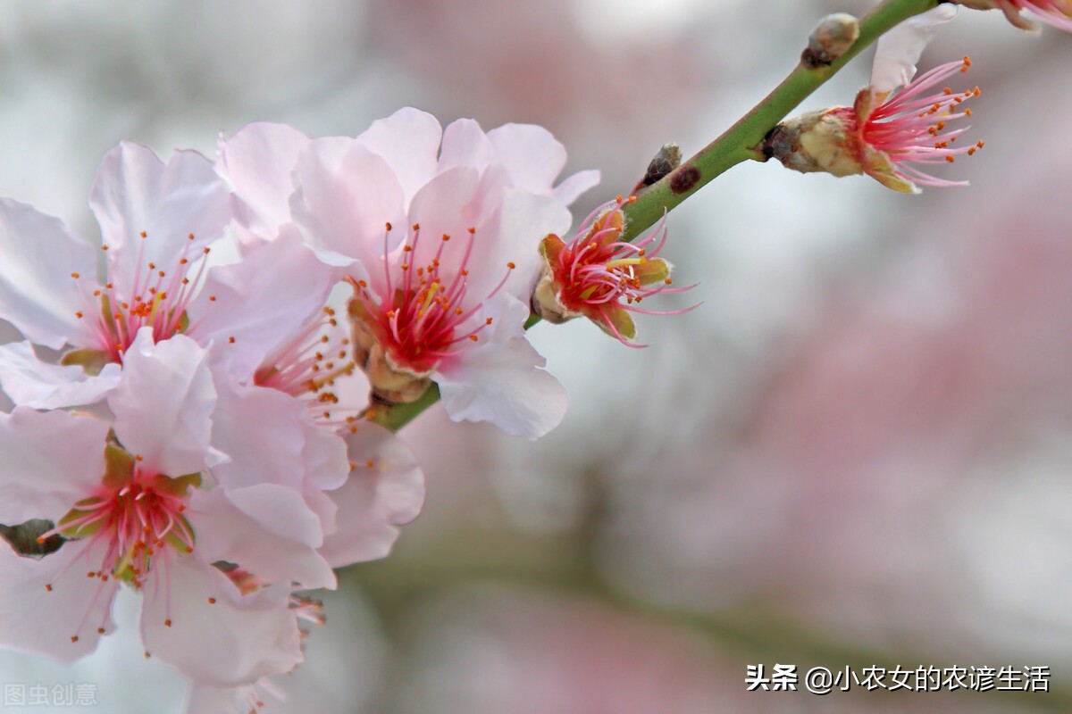 天气预报：明日立春节气，晴天温暖有啥预兆？看看农谚俗语咋说