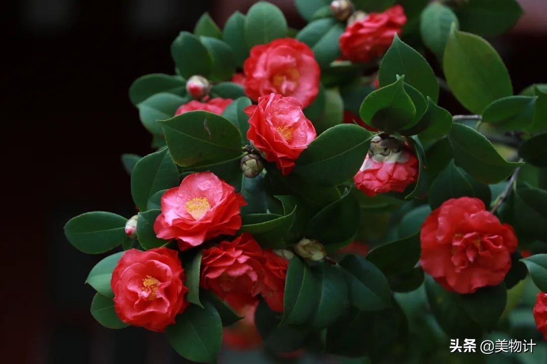 菊花的花语和寓意（一文了解菊花象征的含义）