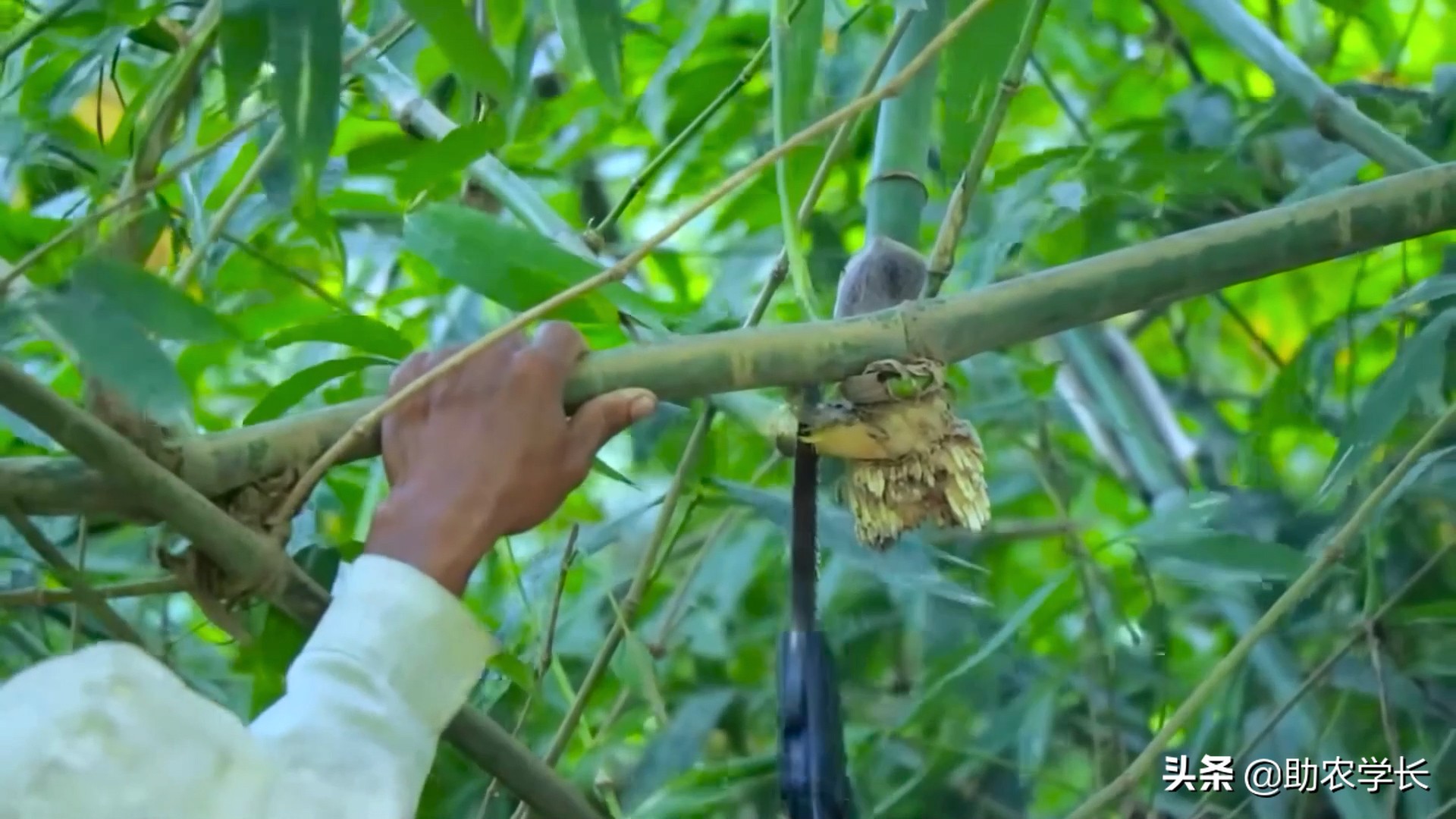 竹子种植时间和方法（教你小竹笋种植小技巧）