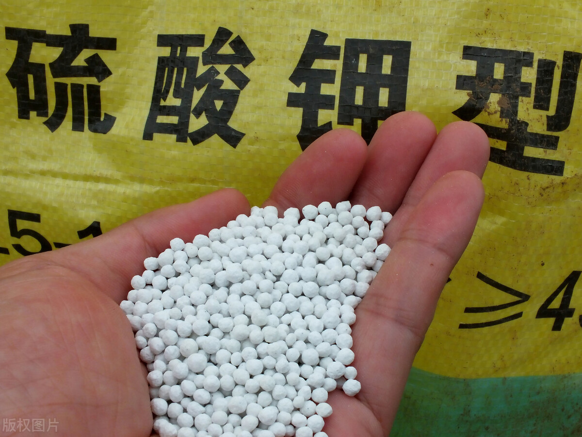 复合肥泡水浇菜有学问，5个小技巧能提高肥效，蔬菜长得快