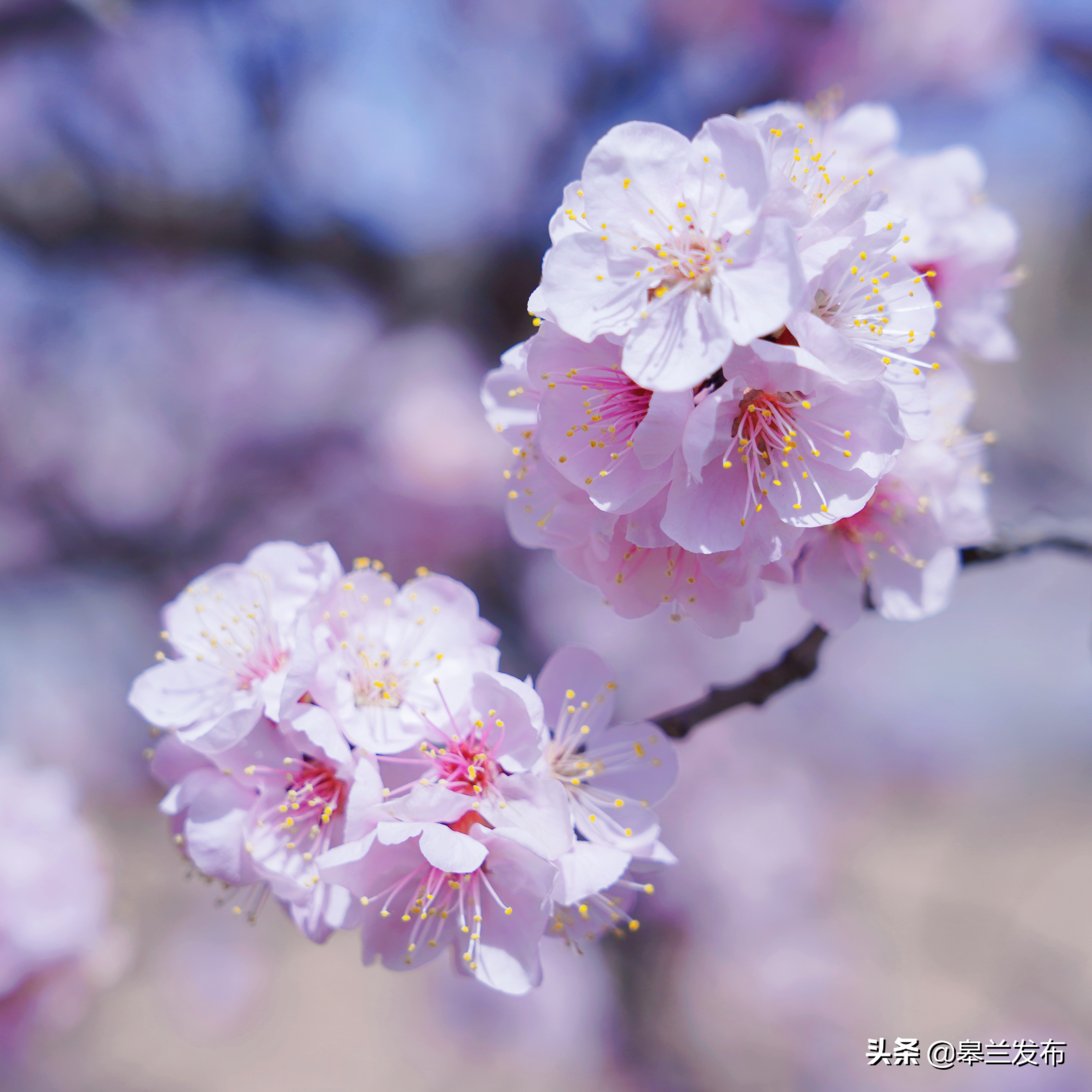 杏花的照片图片