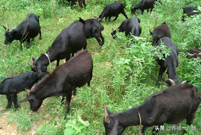 羊品种大全及图片（10大黑山羊品种盘点）
