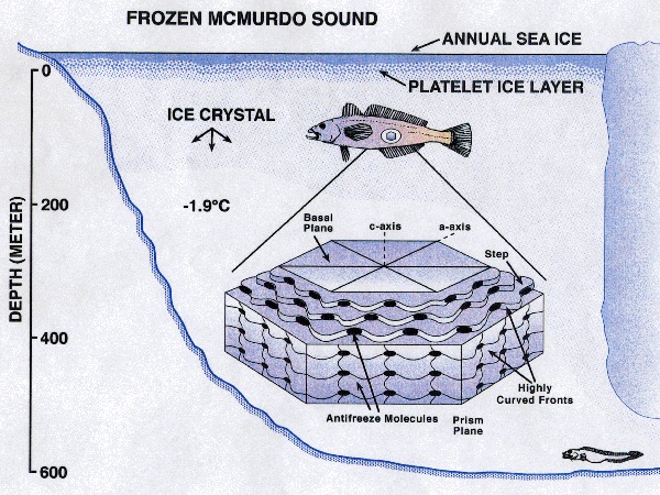 南极发现一种“新鱼类”，有冰鱼之称，气温超过5度就可能死亡