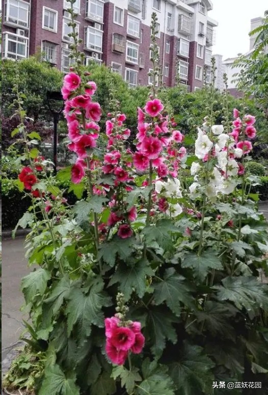 蜀葵花图片（开花多花期长好养活的蜀葵承包你花园亮点）