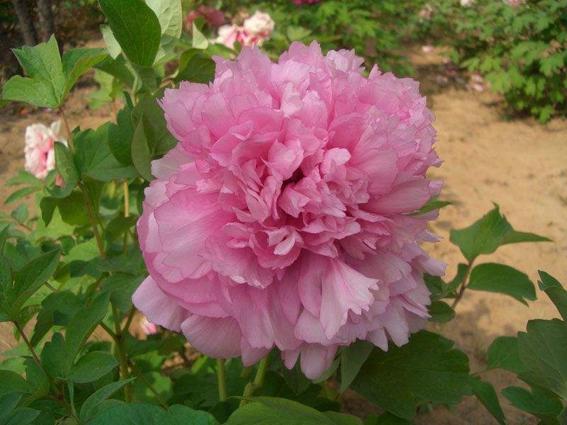 云蒸霞蔚是什么生的成语,云蒸霞蔚的蒸是什么意思