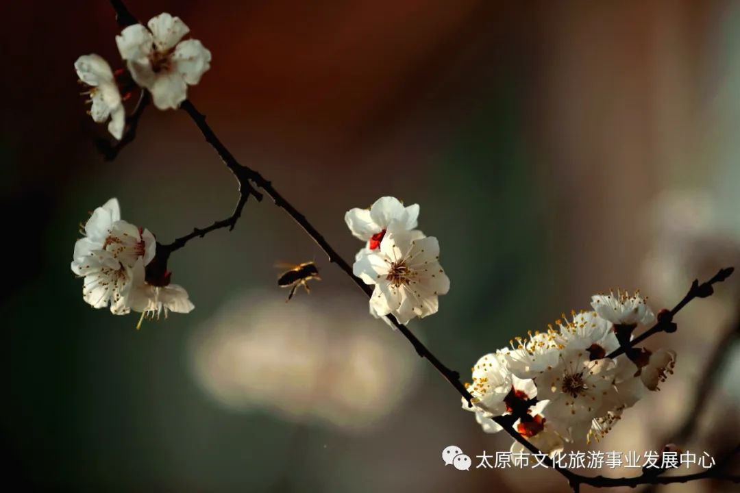 线上展览|“山河春意 锦绣太原——花的世界”主题摄影线上图片展（二十一）