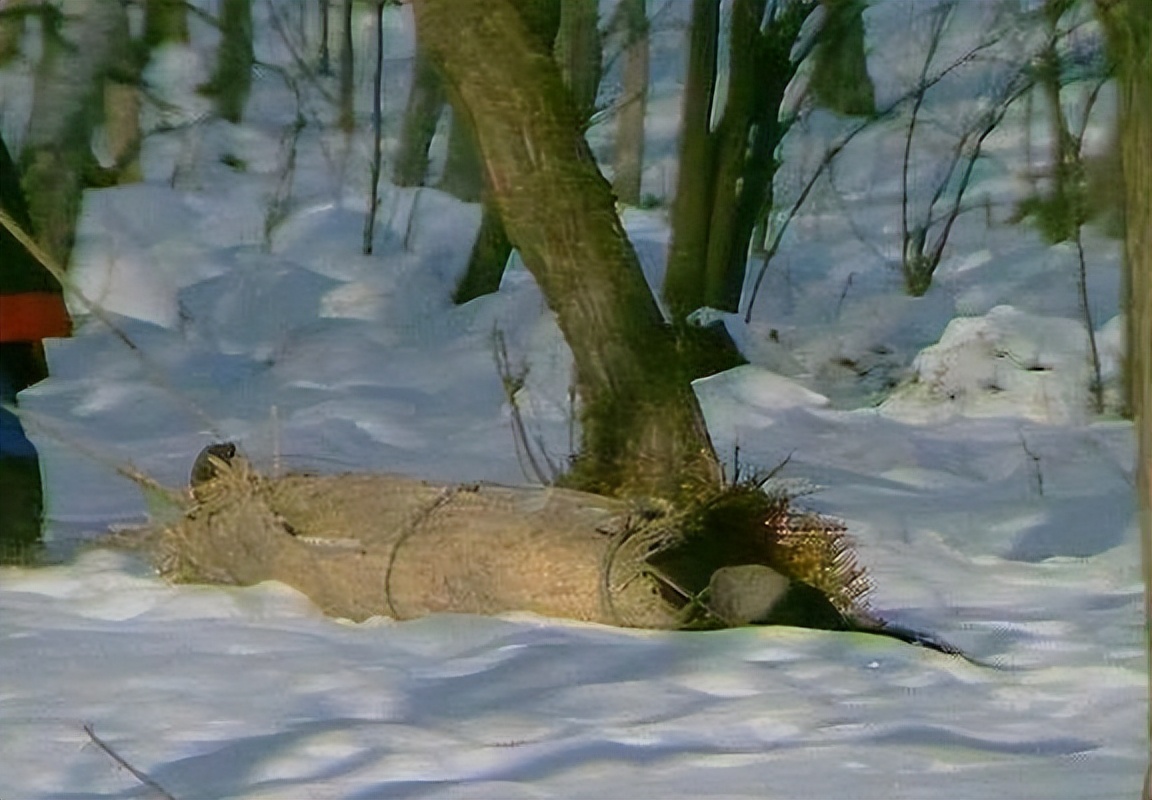 东方闻樱本色出演《红楼梦》，女孩都不和她玩，只和陈晓旭关系好