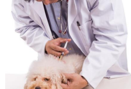 狗狗必须要打疫苗吗？看看这些不注射疫苗的后果，你看得下去吗？