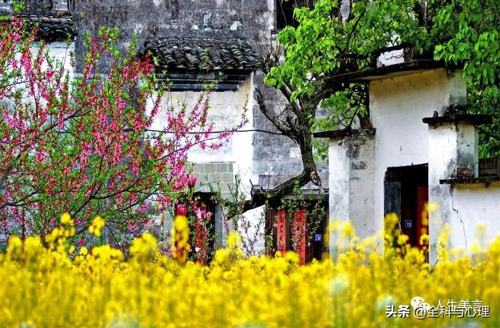 油菜花开的唯美句子：适合发圈的赏油菜花的说说心情