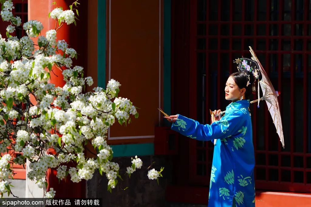 北京海棠花什么时候开（北京海棠花期多久）-第11张图片-华展网