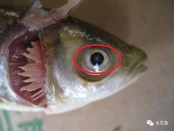 鱼类眼科病——鱼类鼓眼病与鱼复口吸虫病、白内障病及其研究渊源