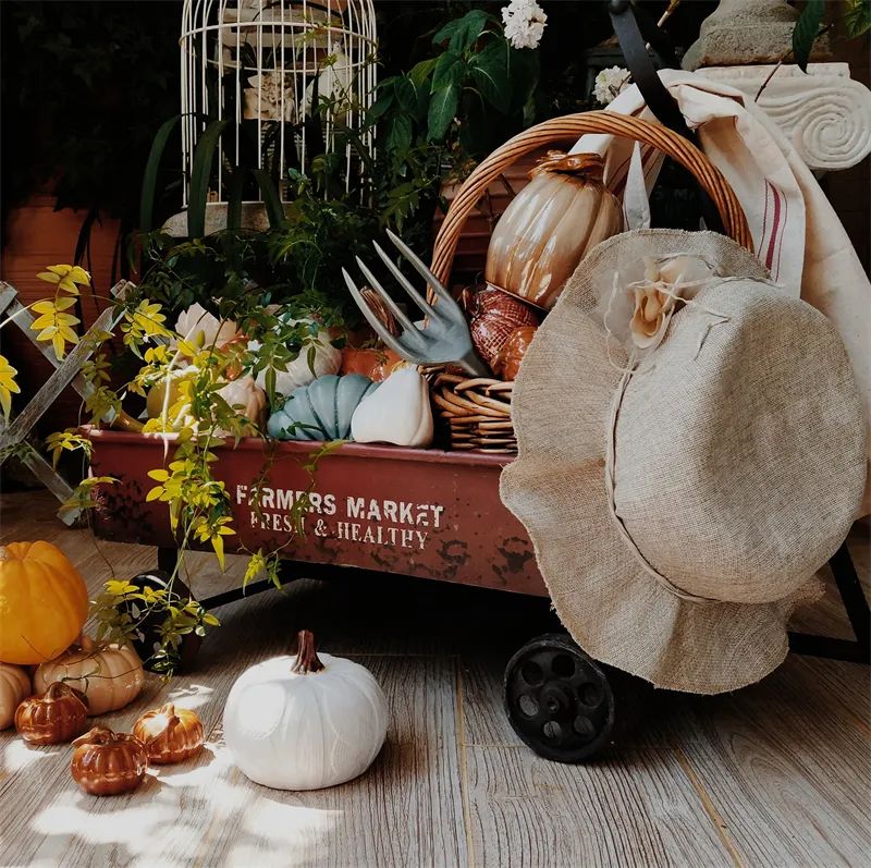 阳台花园，在这个面积不大的地方造梦，美了岁月，醉了时光