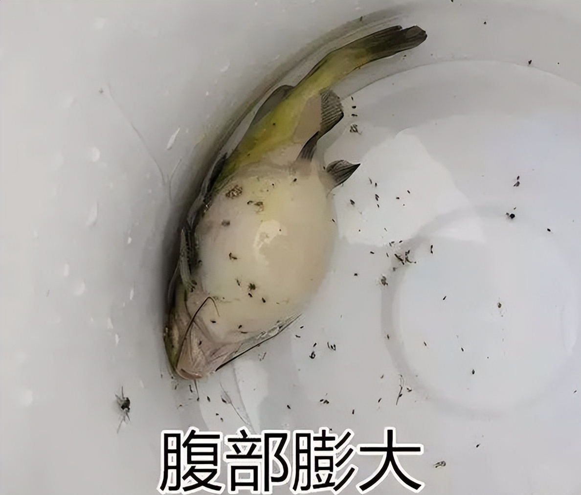 黄骨鱼大肚子病怎么治疗?