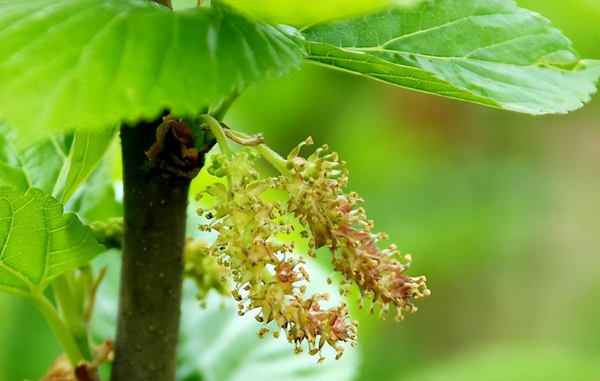叶下花的功效与作用-我的快乐小窝
