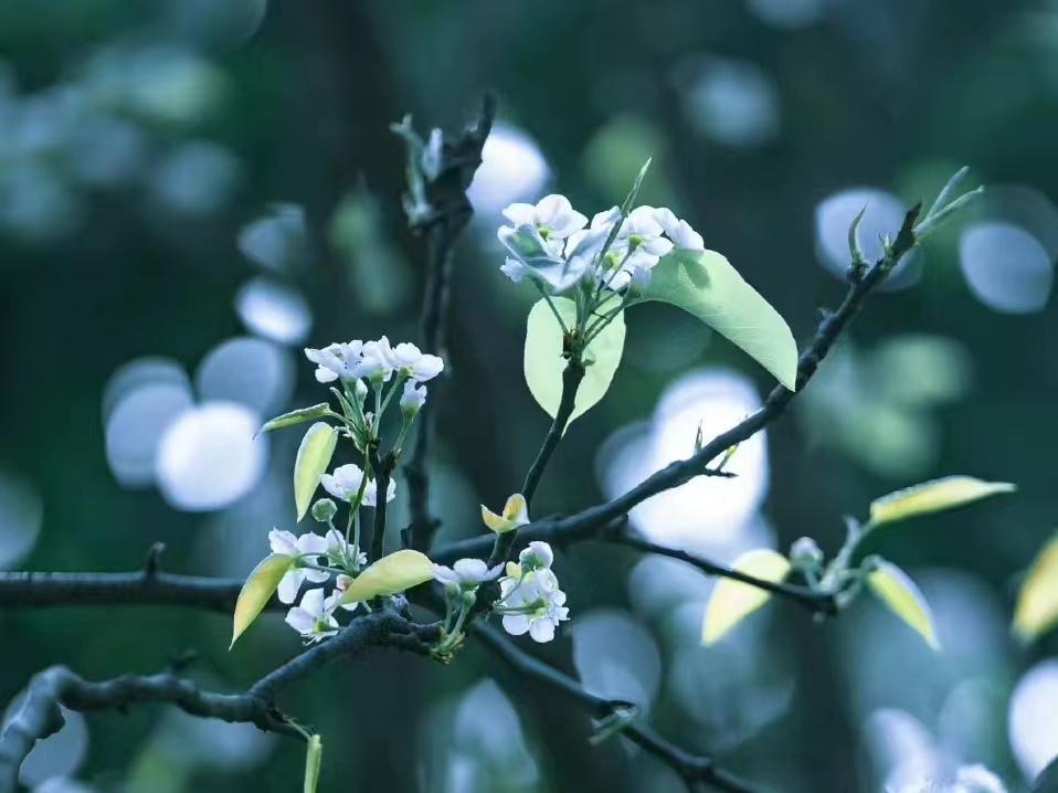 9《贈范曄詩》南北朝.陸凱折花逢驛使,寄與隴頭人.