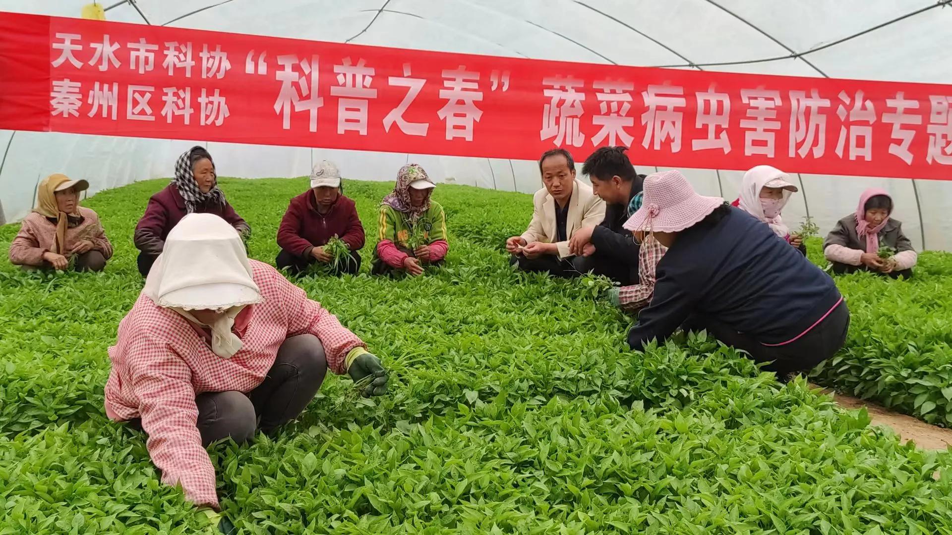 天水市區科協開展“科普之春”蔬菜種植技術培訓