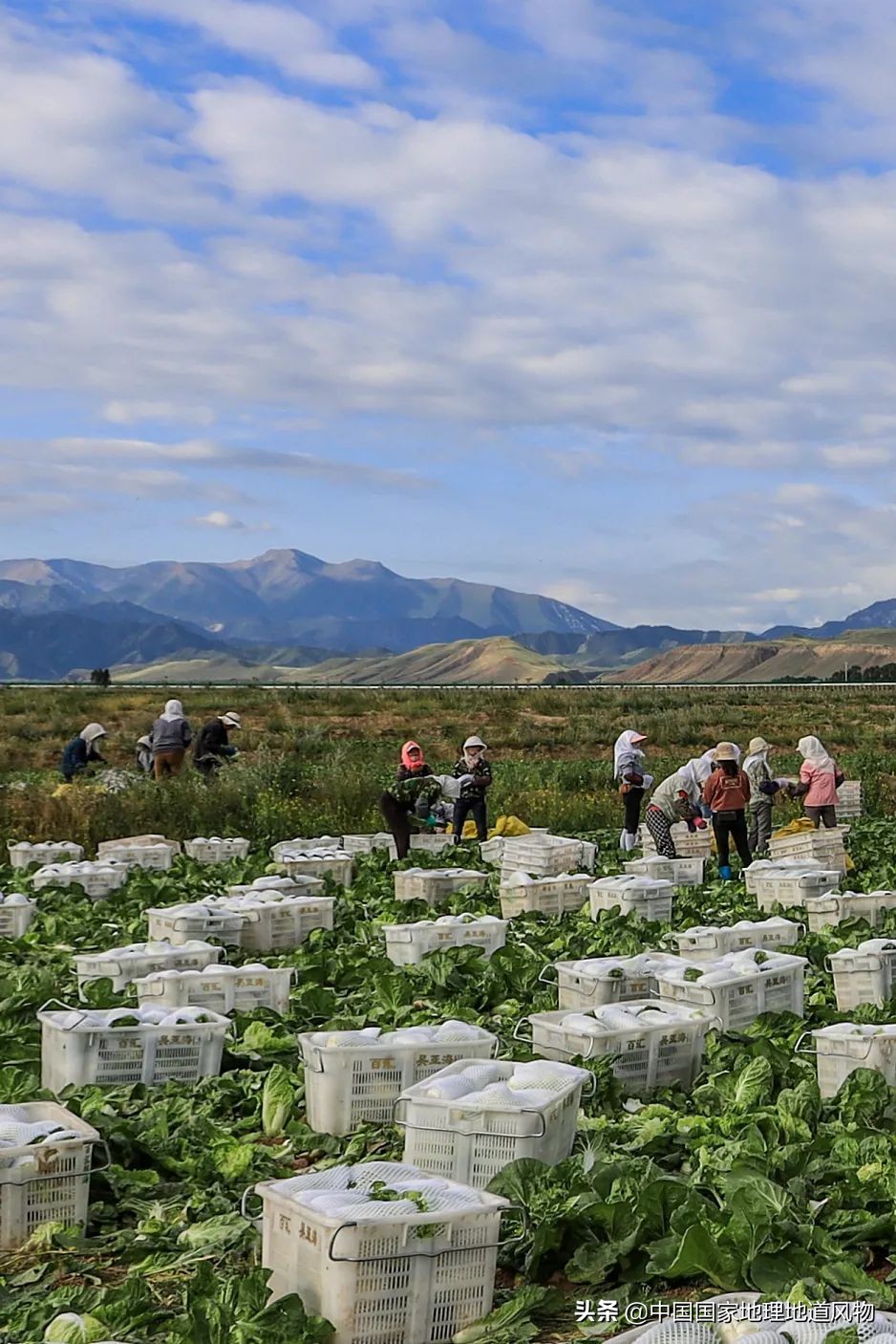 �й���͵����߲˴�ʡ��Ϊʲô�Ǹ��ࣿ