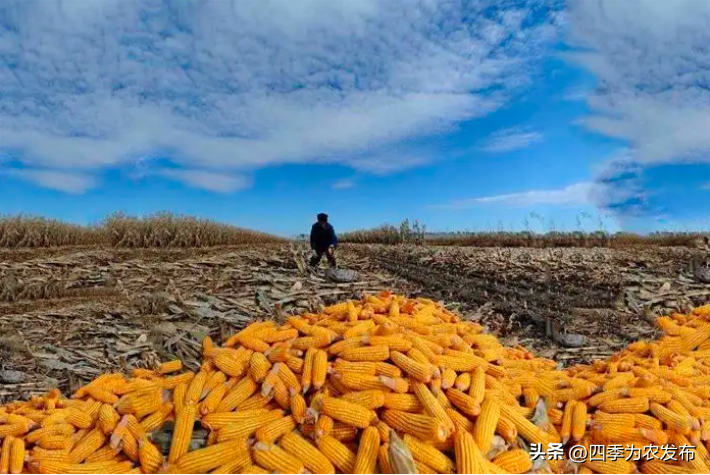 今年东北玉米价格，历史第一高
