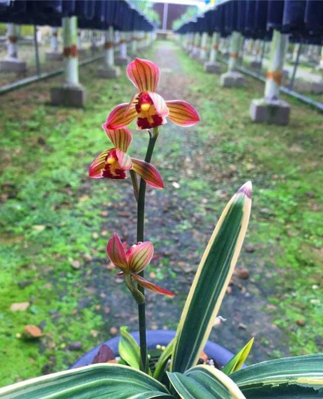 鹤顶红花图片(图文赏析鹤顶红的真正模样)