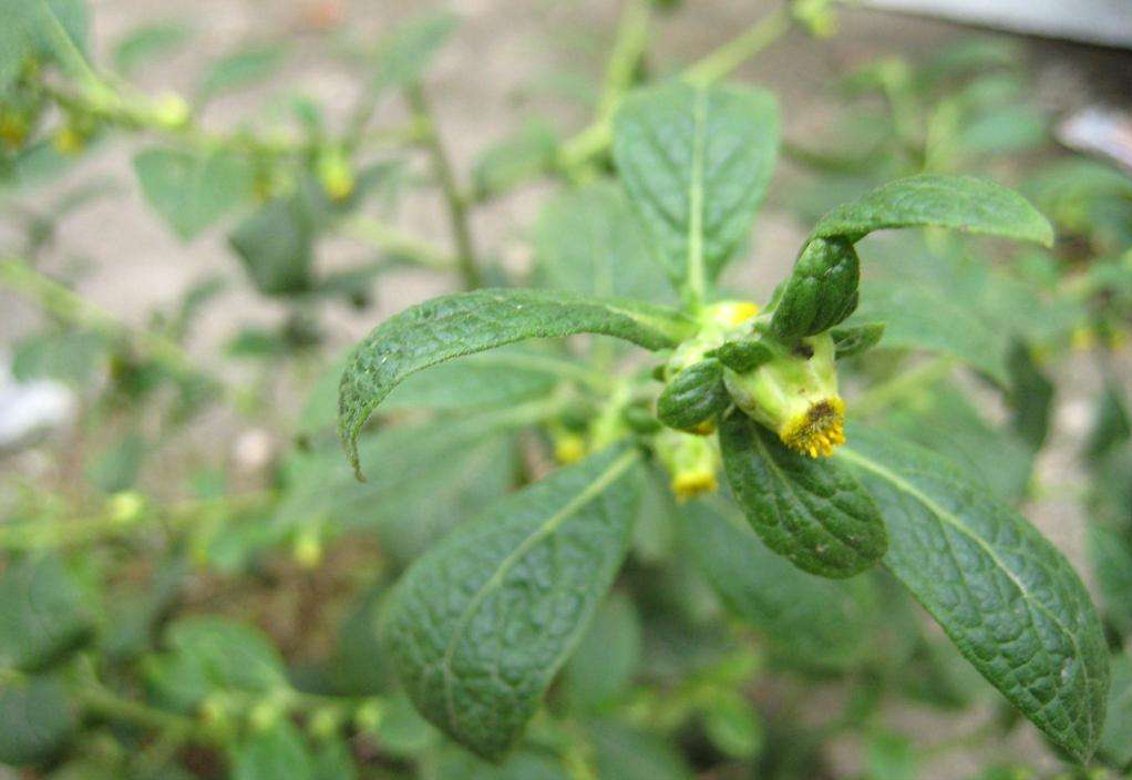 烟斗草(农村常见野草天名精,长得像烟叶,价值很高20元一斤,你认识吗?