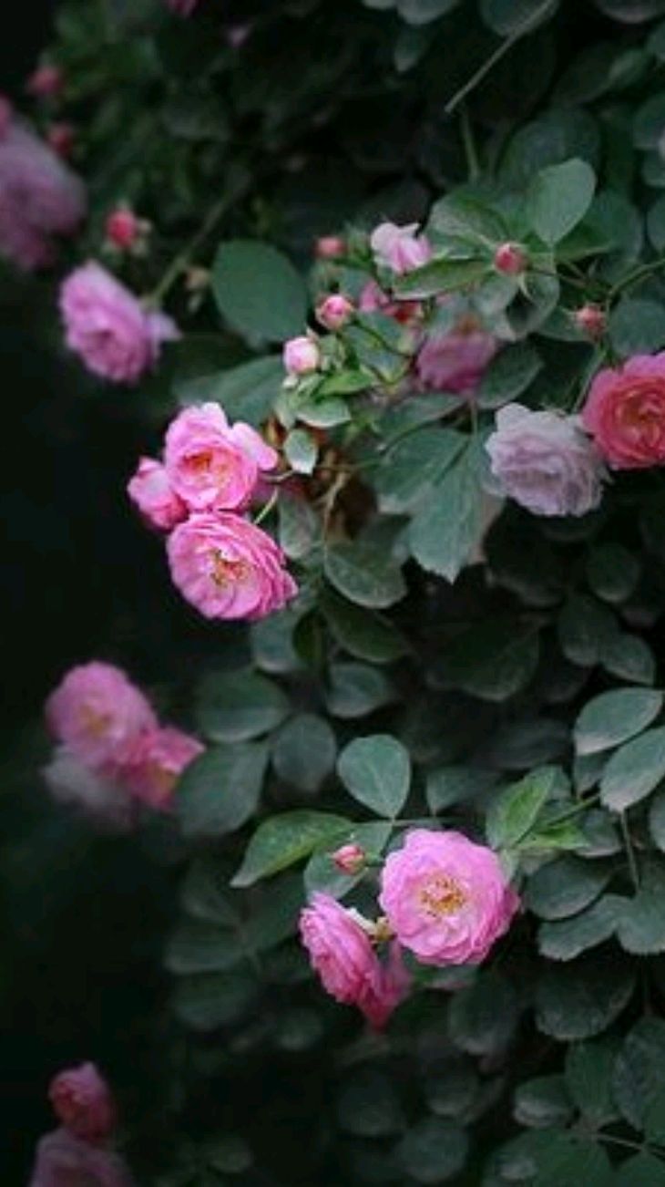 散文：岁月极美，生命如花，保持生命的深情与热爱