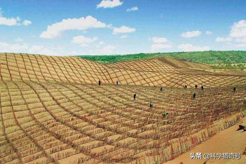 沙漠植树是好事还是伪科学？美科学家：中国不懂沙漠植树的危害